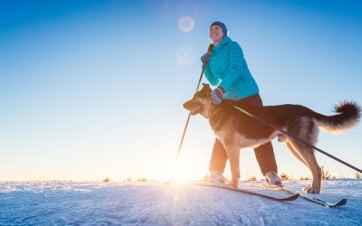 SnowTrex startet neue Buchungsfunktion: Skiurlaub mit Hund jetzt einfacher planbar